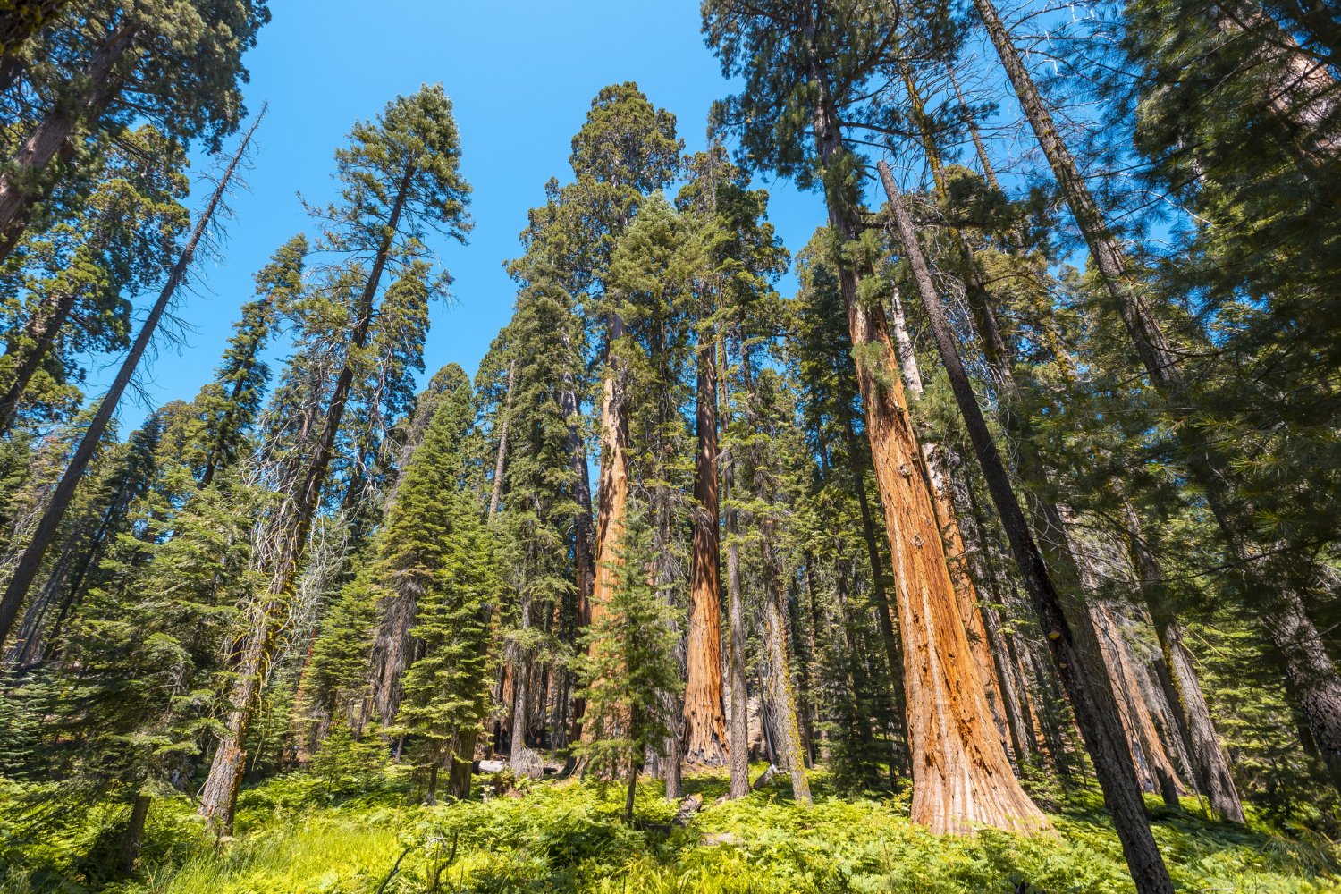 Forest Trail